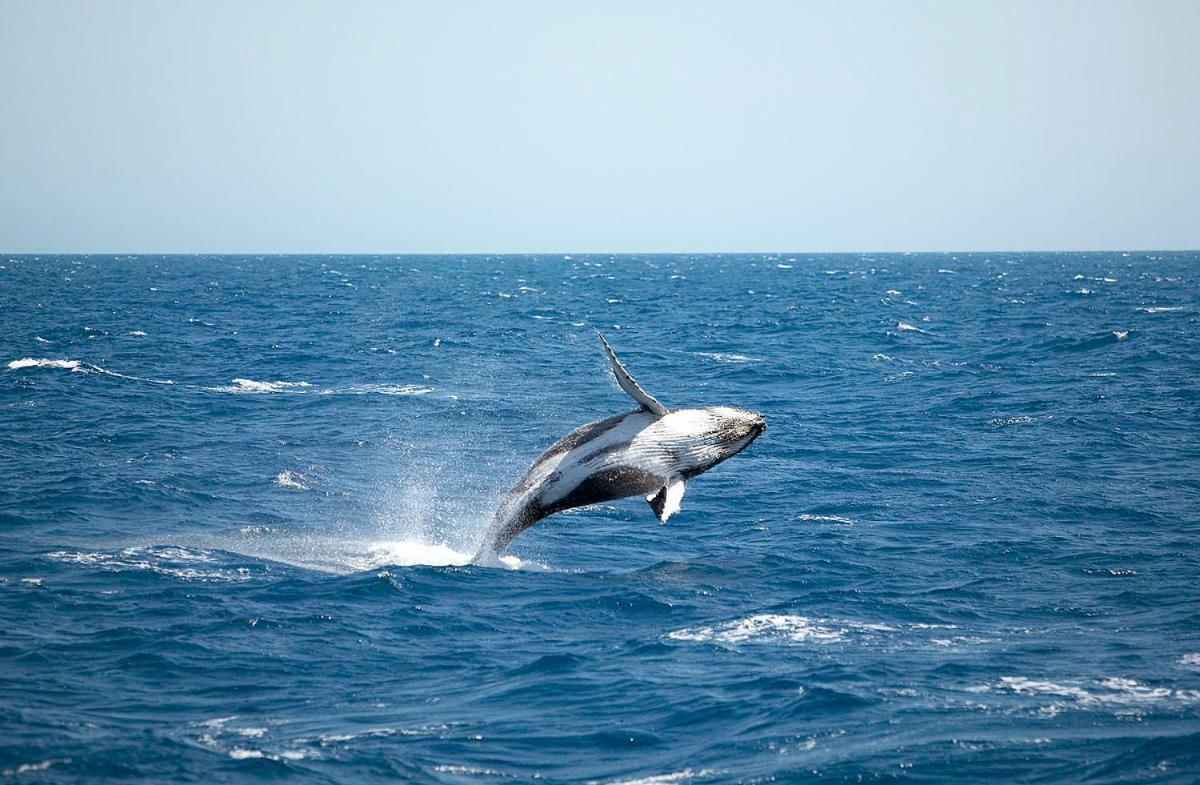 Ramada By Wyndham Hervey Bay Exterior foto A living Megaptera novaeangliae, or humpback whale